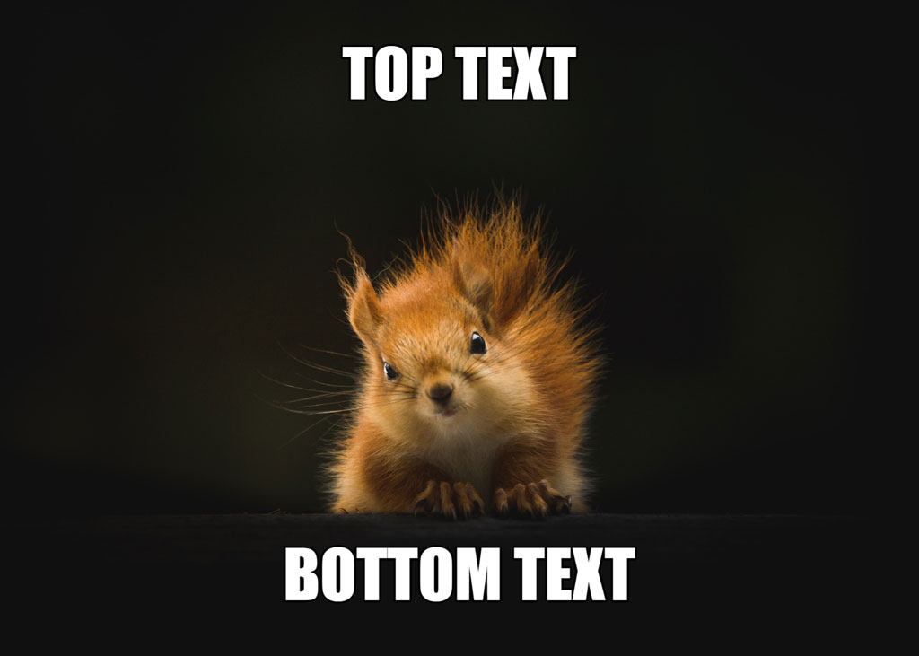 A fluffy squirrel with top and bottom text overlay