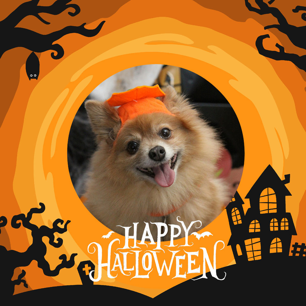 Pomeranian dog wearing an orange pumpkin hat