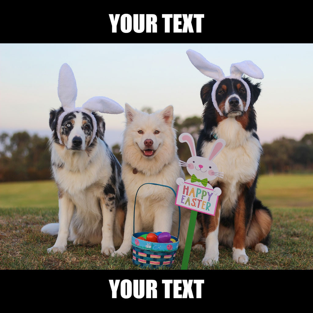 Three dogs wearing bunny ears sitting with an Easter basket and sign