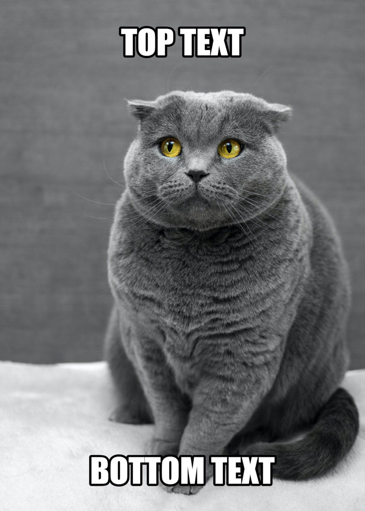 A gray cat with yellow eyes and a meme template text overlay