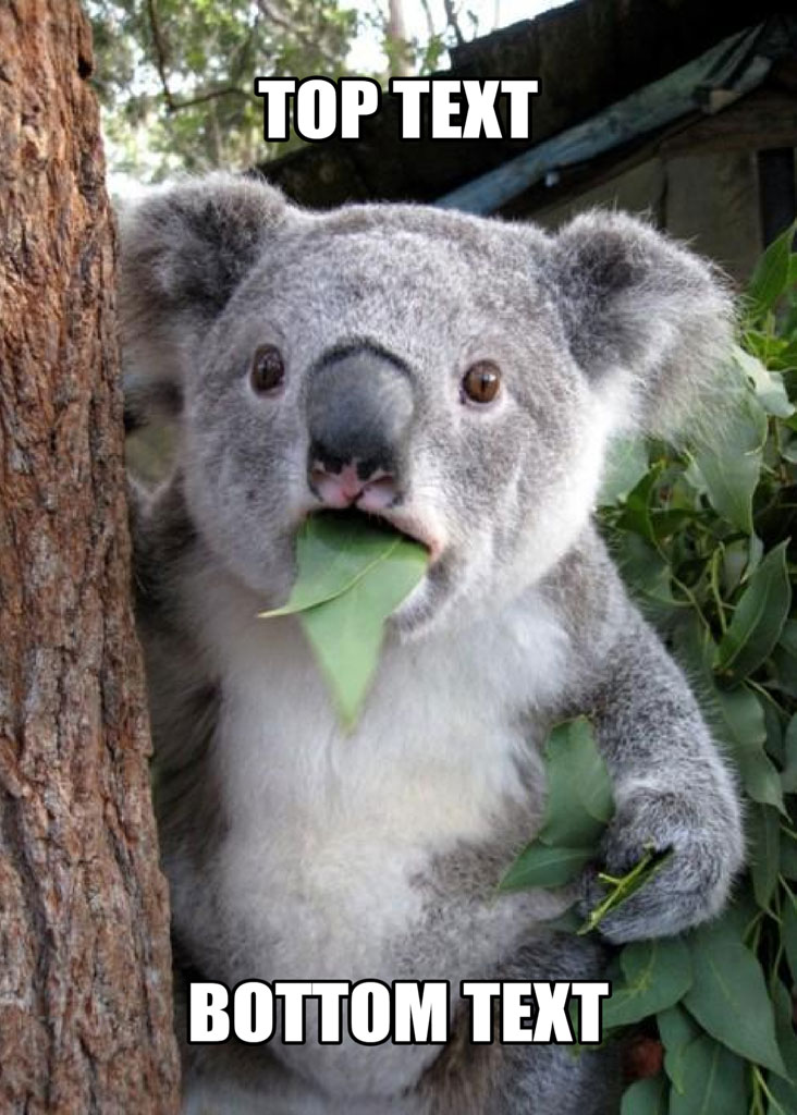 A koala eating leaves behind a tree with a caption template