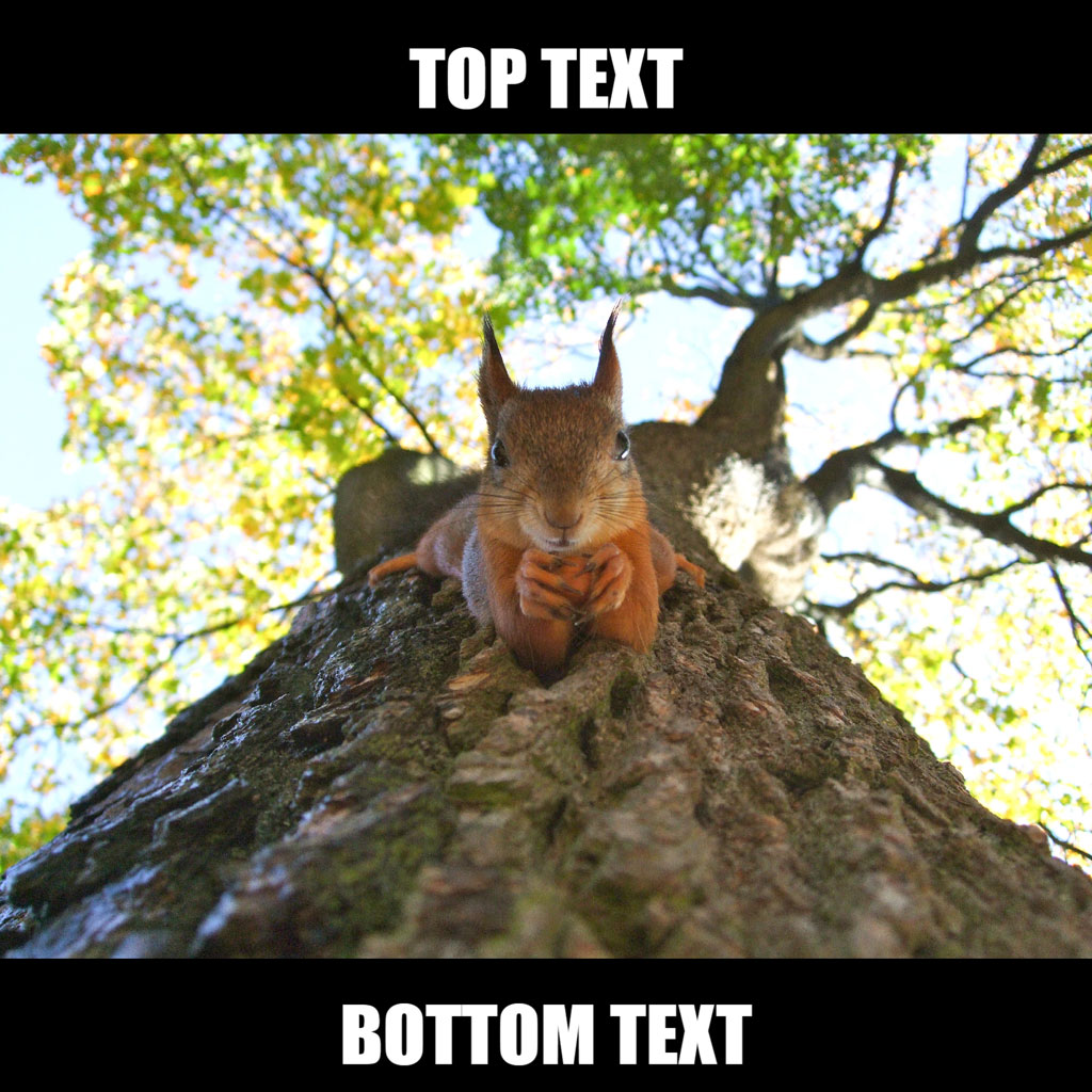 Squirrel sitting on a tree trunk eating