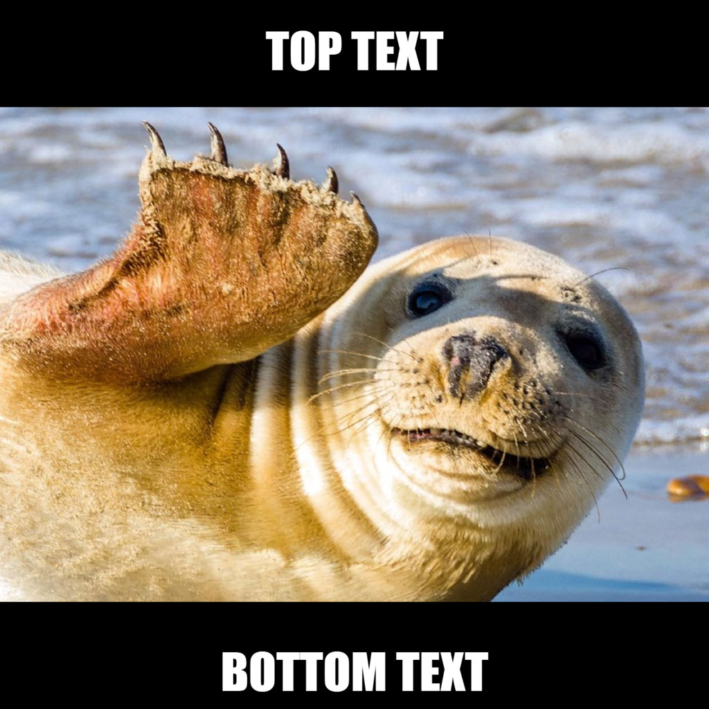 A seal with its flipper raised and a playful expression