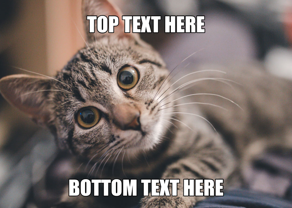 A tabby cat with a sassy expression looking directly at the camera