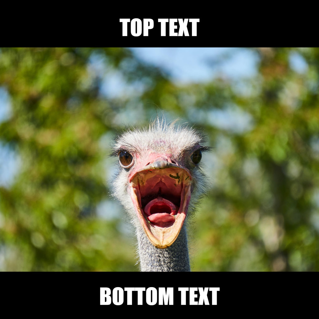 An ostrich with an open beak and a blurred green background.