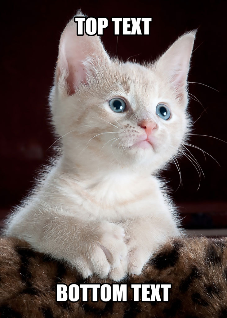 White kitten with blue eyes on a leopard-print surface