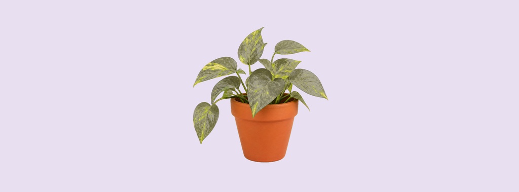 Small potted houseplant with variegated leaves on a light lavender background.