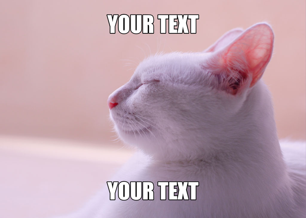 A white cat with its eyes closed, appearing relaxed or sleeping, with text overlay spaces labeled 'YOUR TEXT'.