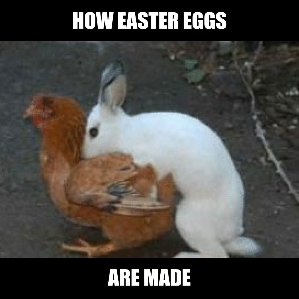 A chicken and a rabbit in an awkward position with the caption 'HOW EASTER EGGS ARE MADE'