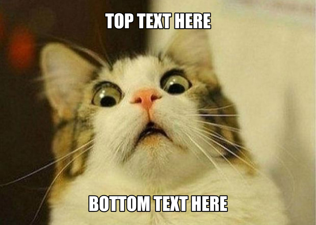 A surprised cat with wide eyes and customizable text