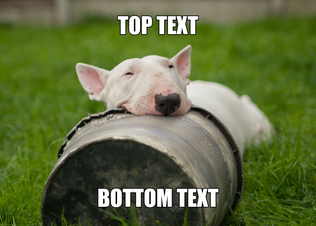 White bull terrier lying on grass with head on a pipe