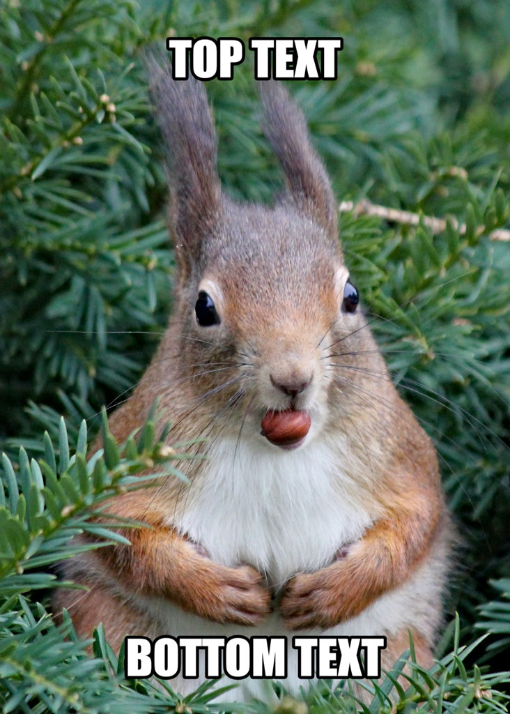 Squirrel with tongue out and hands together