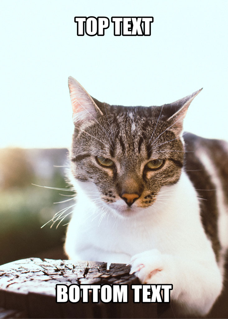 A cat with grey and white fur looking directly at the camera with a serious expression.