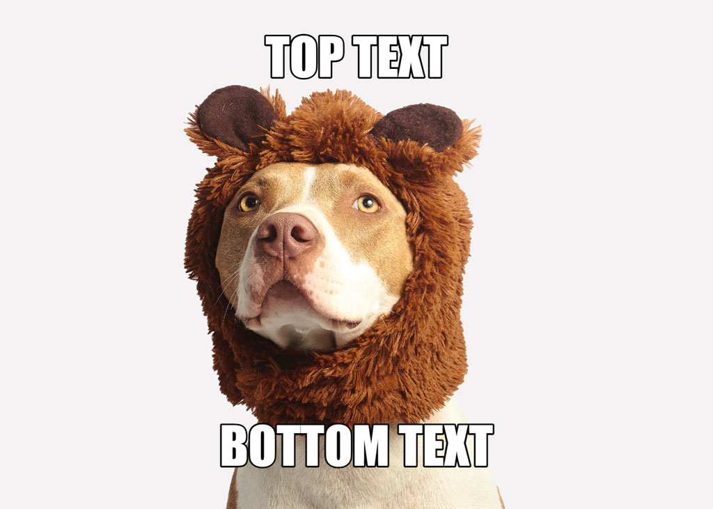 Dog wearing lion costume with top and bottom text