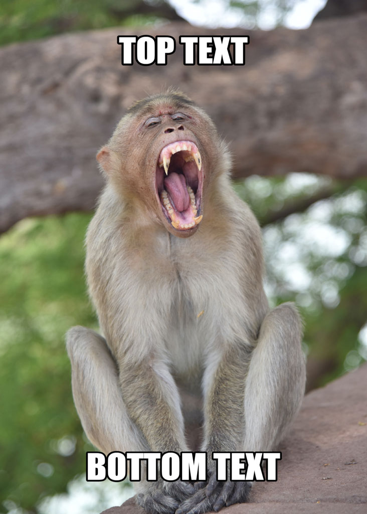 A monkey sitting with its mouth open and eyes closed, with 'TOP TEXT' above and 'BOTTOM TEXT' below.