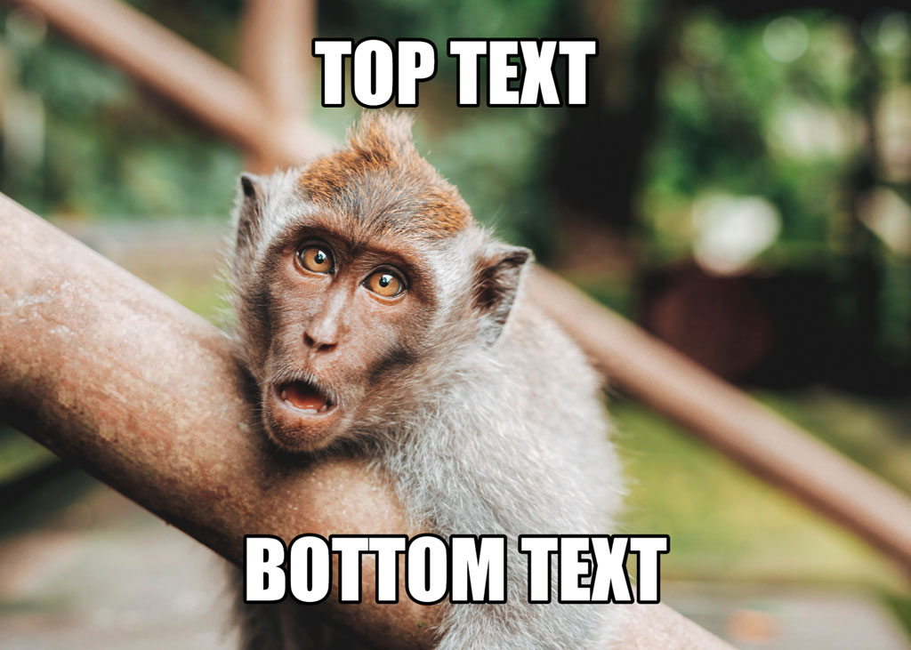 A monkey with a shocked expression on a tree branch