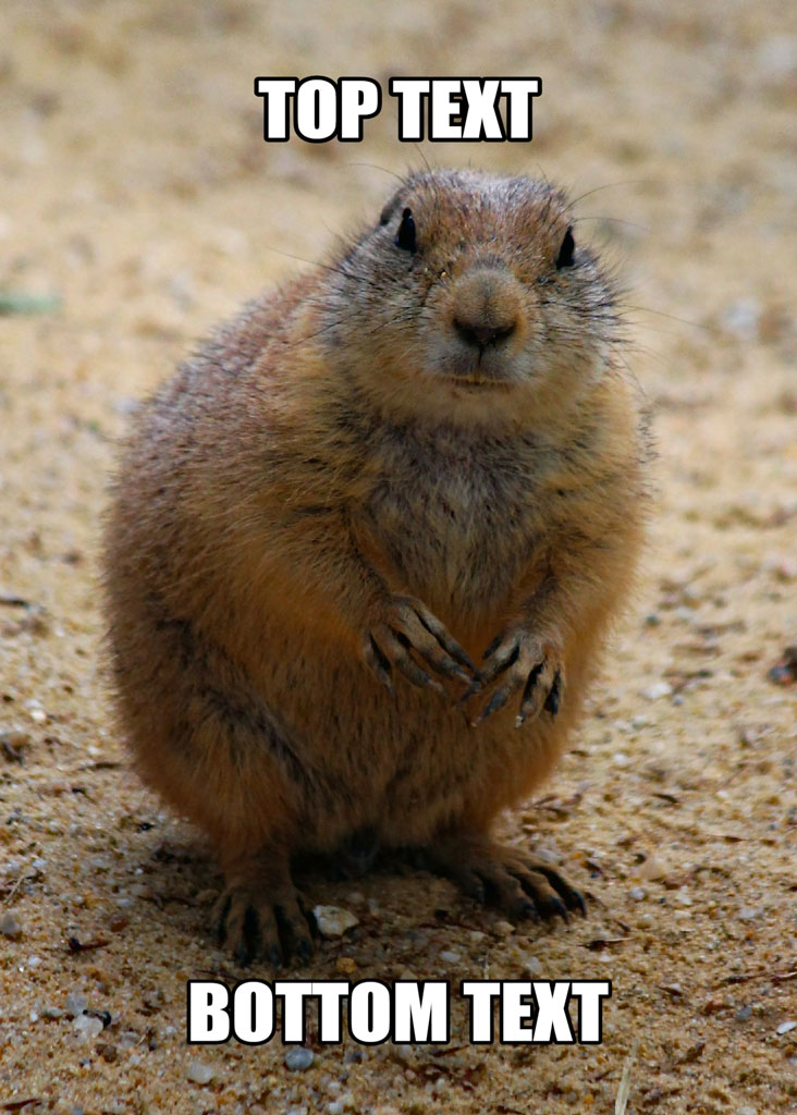 A prairie dog standing on its hind legs with 'TOP TEXT' above and 'BOTTOM TEXT' below.