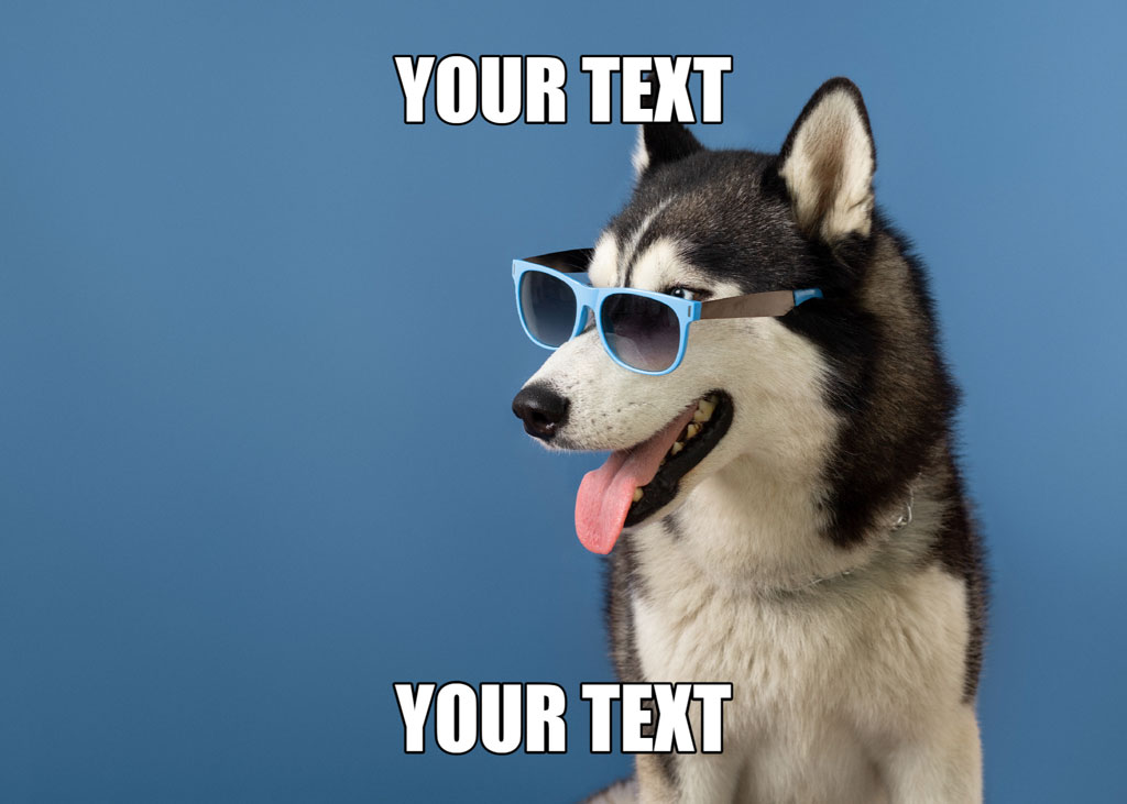 Husky dog wearing blue sunglasses and sticking out its tongue