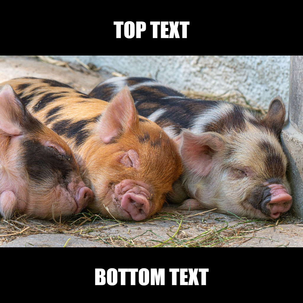 Three piglets with different colored fur sleeping next to each other