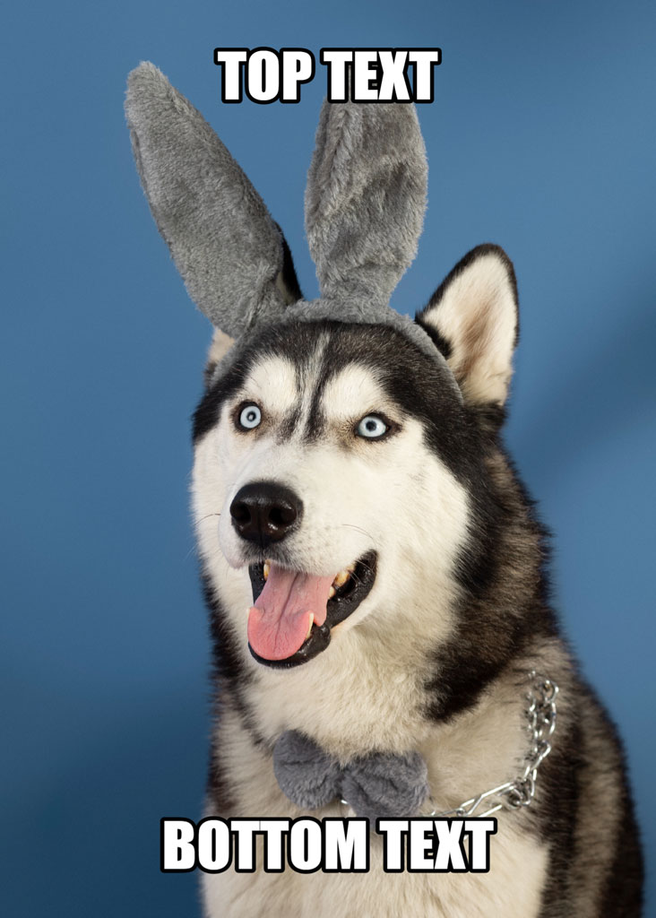 Husky dog with bunny ears and bow tie