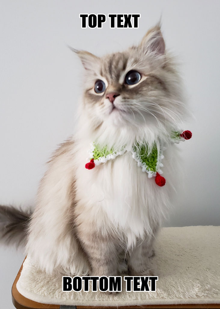 A white and gray kitten with a Christmas-themed collar sitting on a white surface