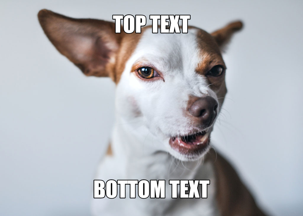 A Jack Russell Terrier with large ears and a surprised expression