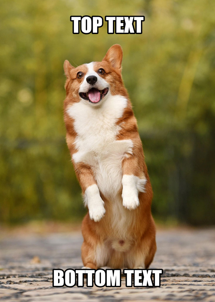 Corgi standing on hind legs with 'TOP TEXT' and 'BOTTOM TEXT' captions