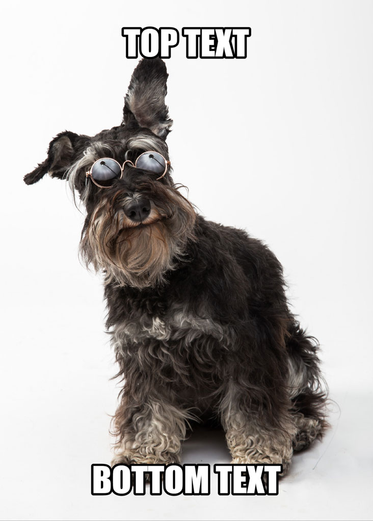 A black and gray schnauzer wearing sunglasses and sitting on a white background with text overlay for meme creation.