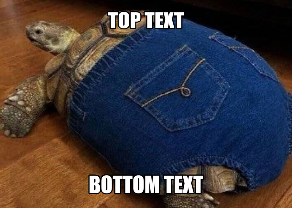 Tortoise wearing blue jeans on a wooden floor