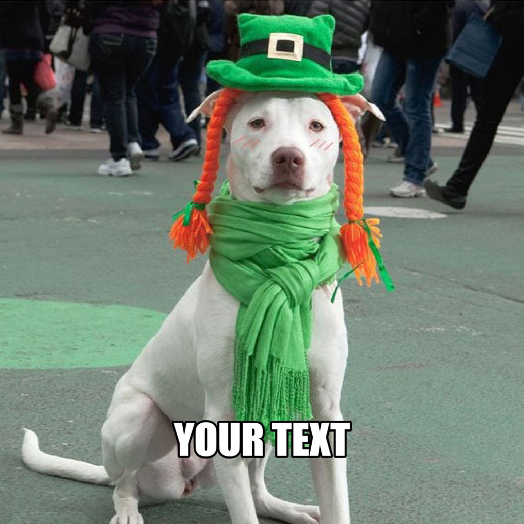White dog wearing a green hat and scarf