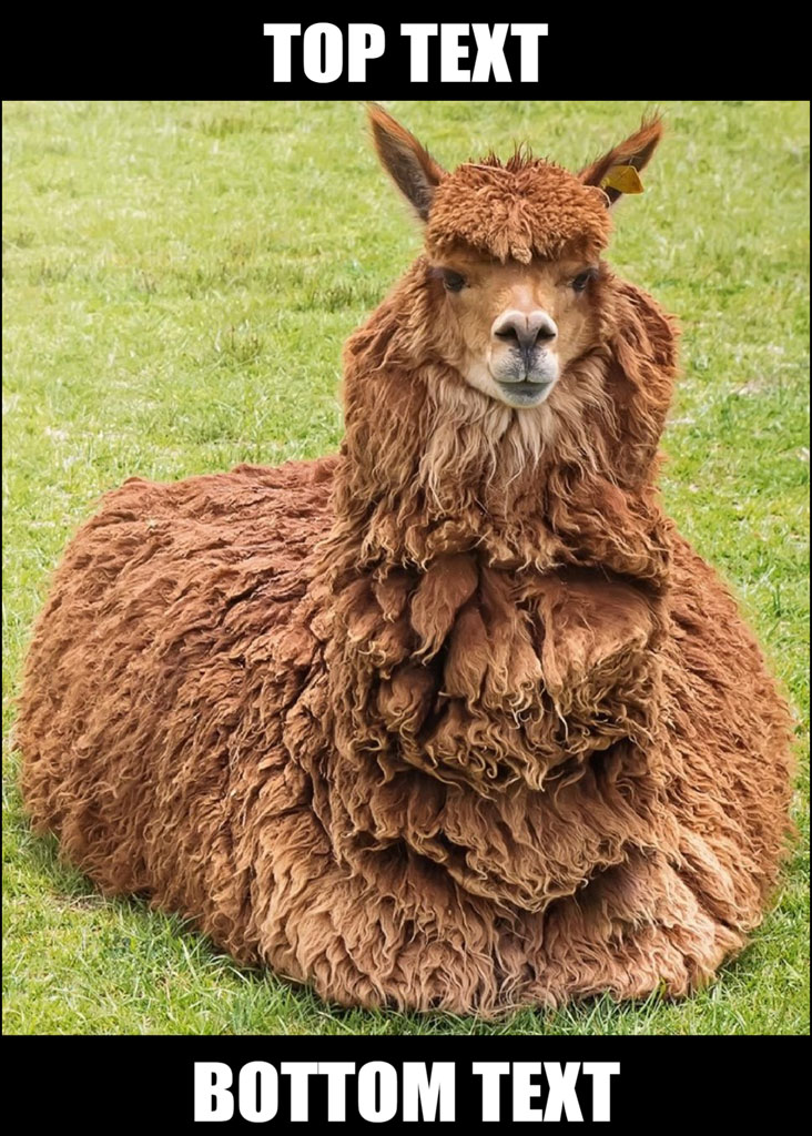 An alpaca sitting in a grassy field with a meme text overlay
