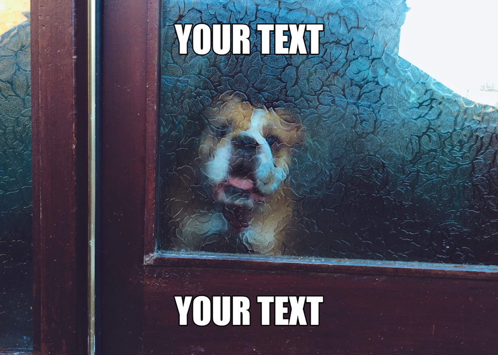 Dog looking through a glass door