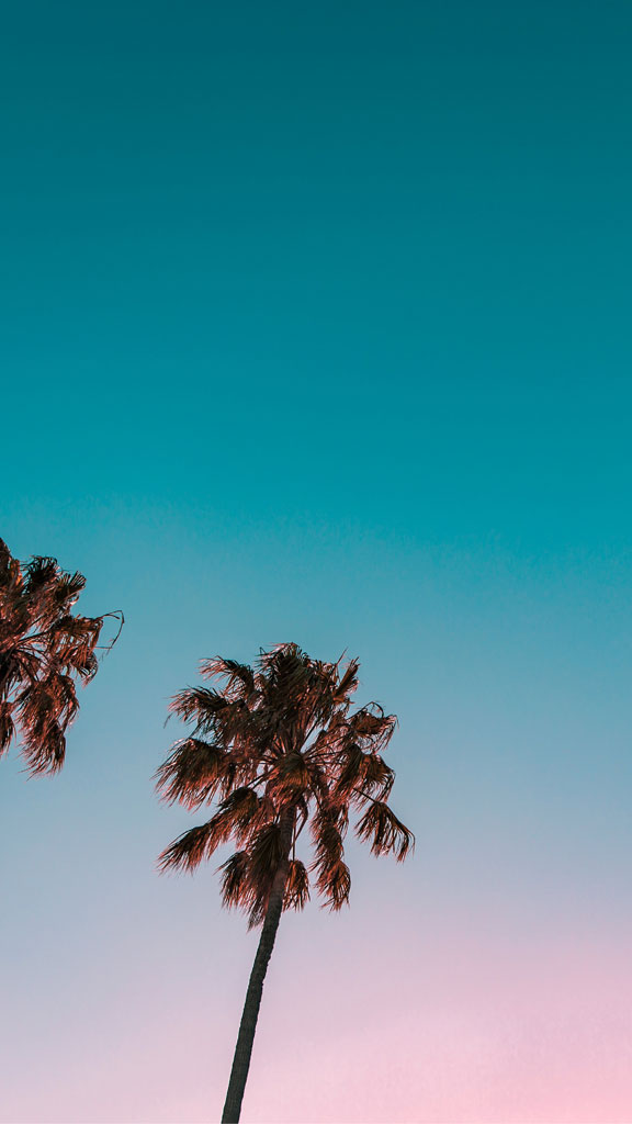 Palm trees silhouetted against a gradient blue and pink sky