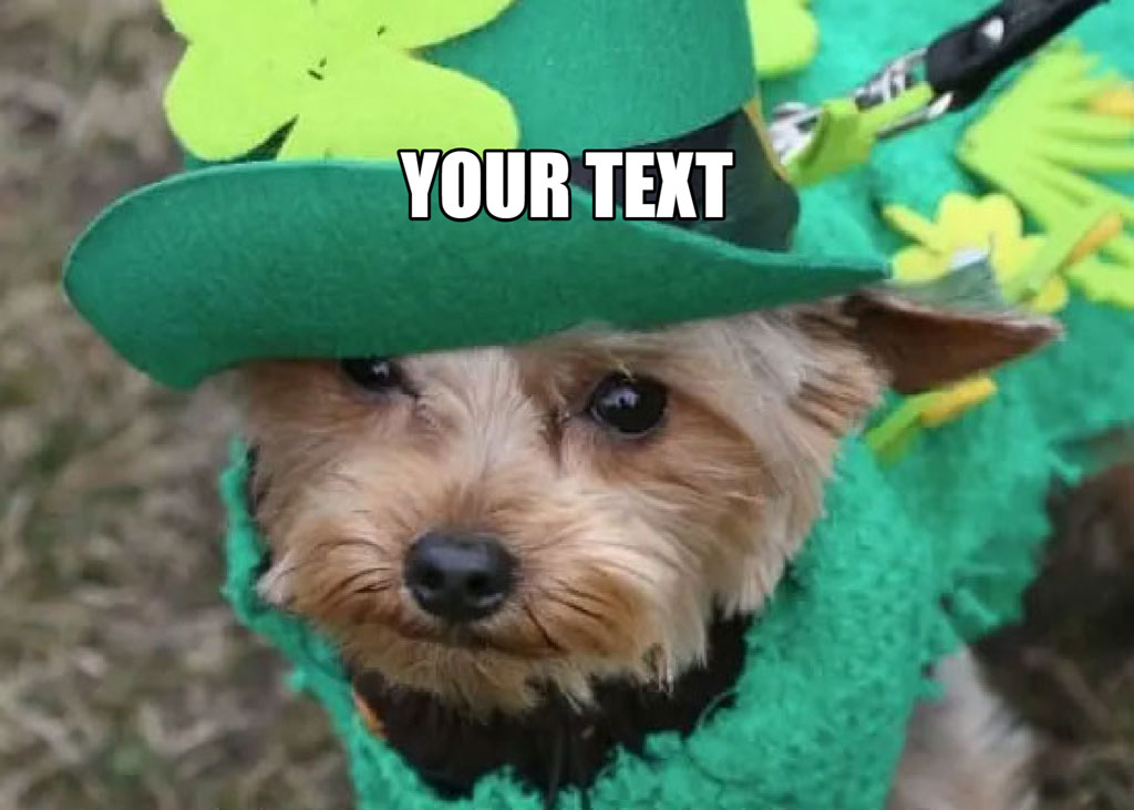 Dog wearing green hat and costume with shamrock decoration