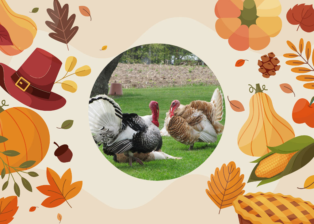 Turkeys in a field with fall decorations