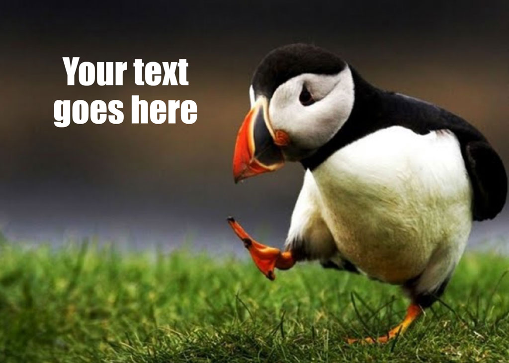 Puffin standing on grass