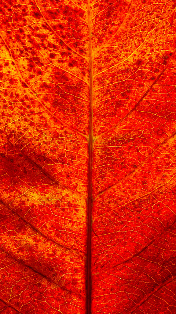 Close-up of a red and orange autumn leaf with visible veins