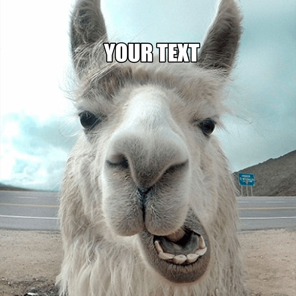 A white llama with its mouth open standing near a highway.