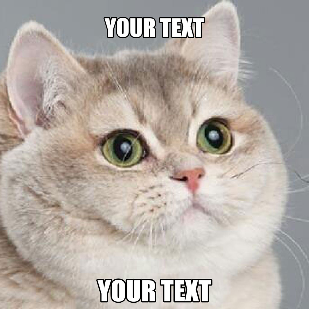 A smug cat with a judgmental expression