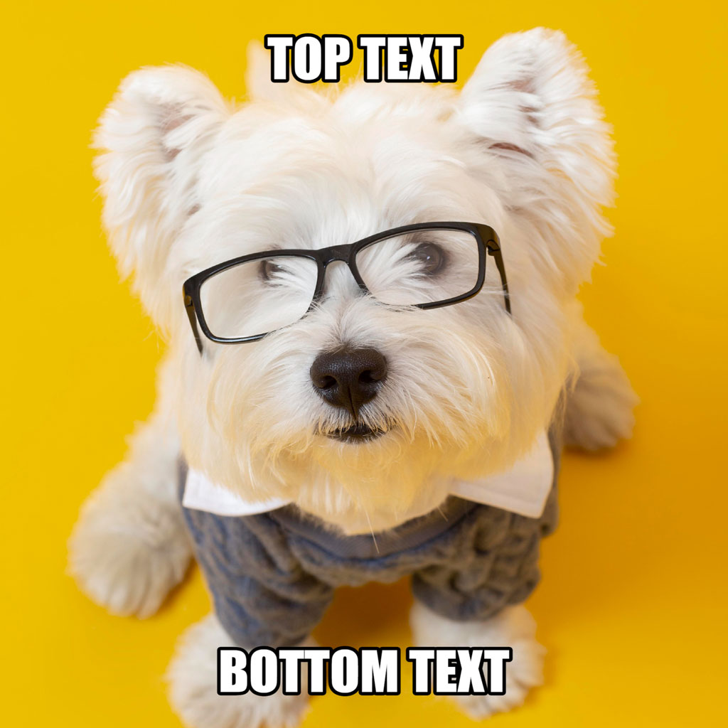 A white dog wearing black glasses and a blue shirt on a yellow background with top and bottom text overlay.