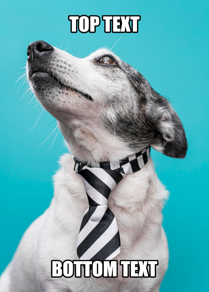 A white dog with black spots wearing a black and white striped tie against a teal background.