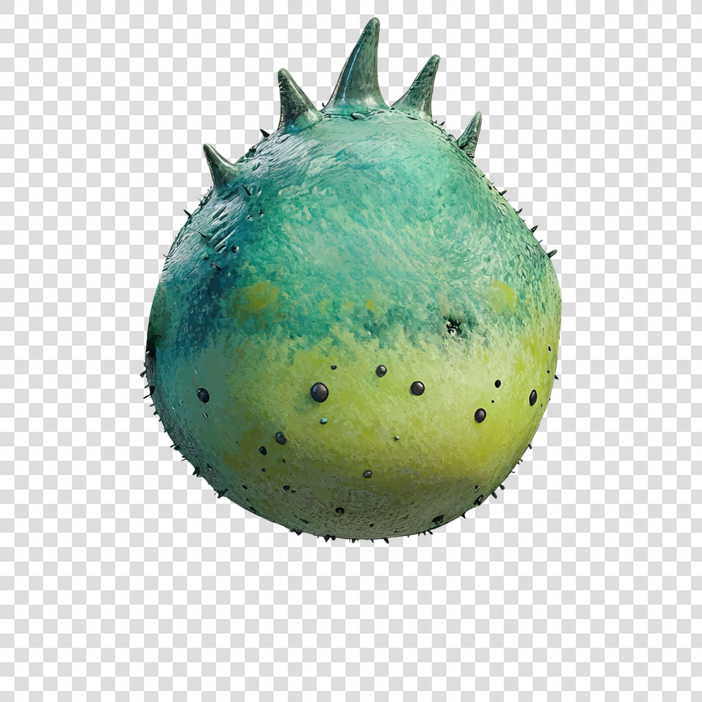 Datura fruit with spiky exterior