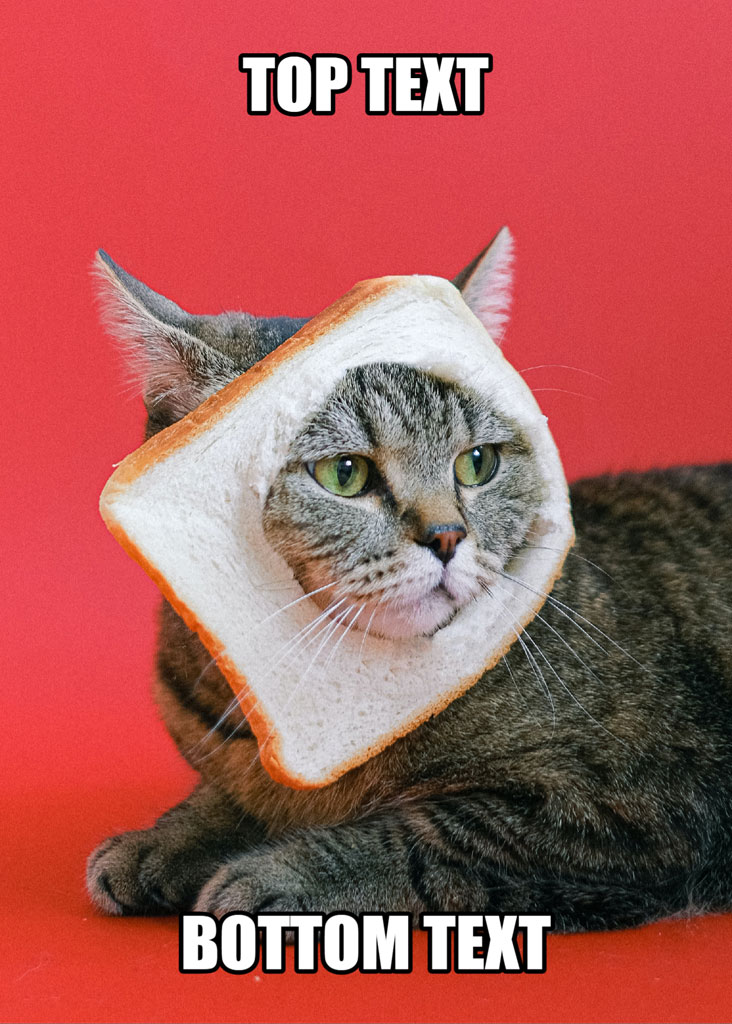 A gray tabby cat with a slice of bread on its head against a red background