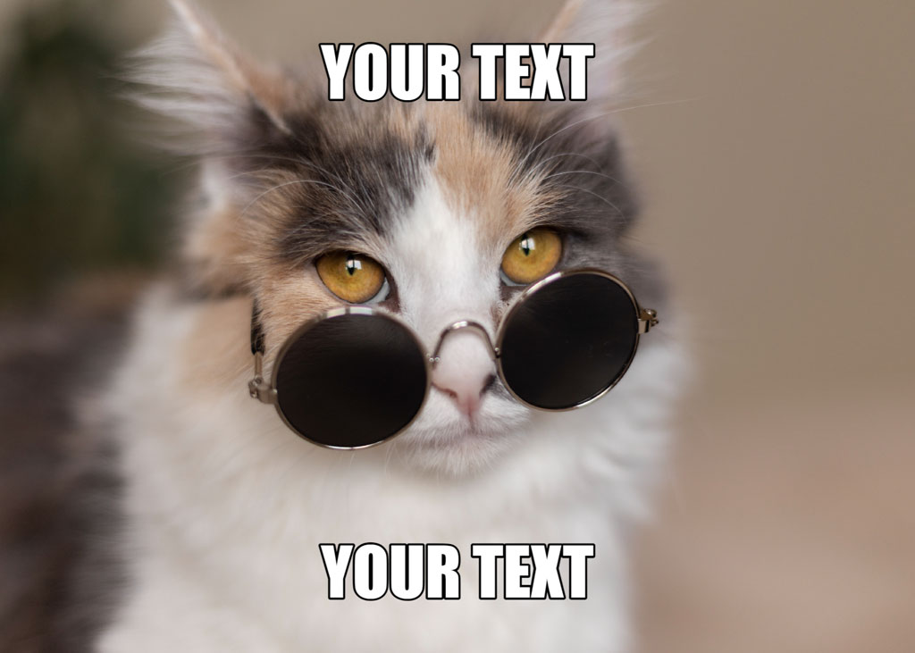 A cat wearing sunglasses with text overlay
