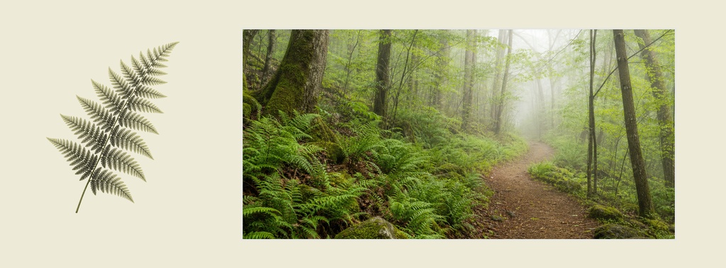 Fern leaves beside a misty forest path banner on a soft beige background