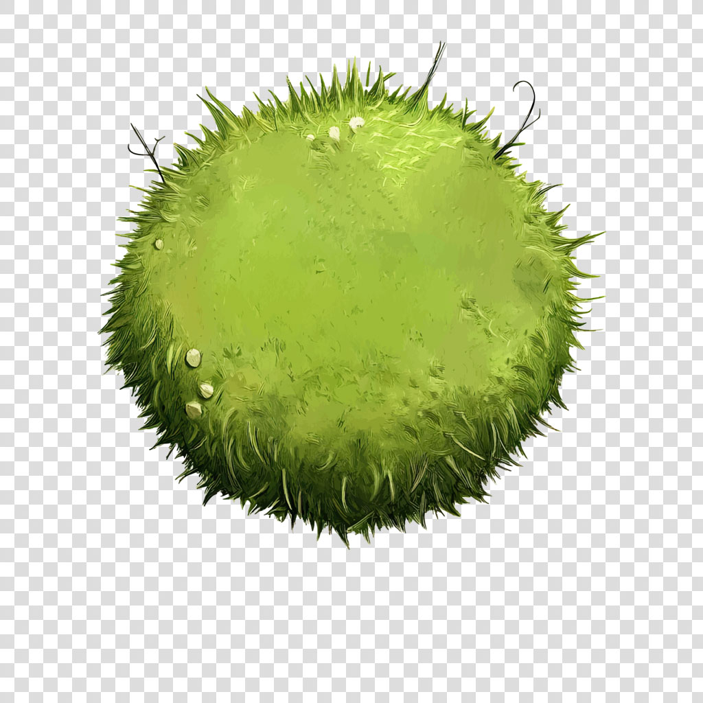 A green, spiky Datura fruit