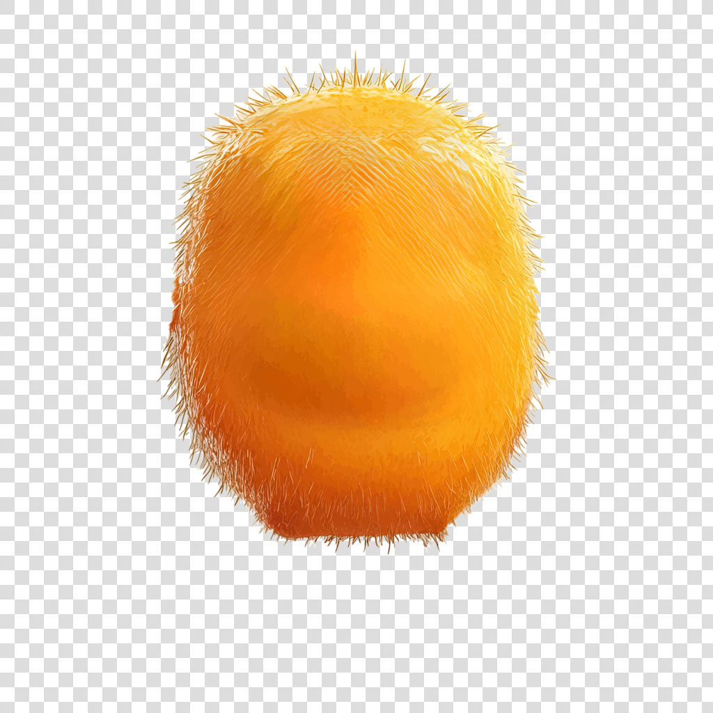 A fuzzy orange fruit