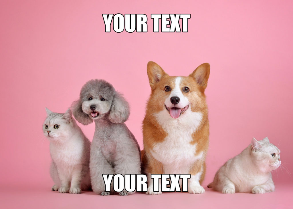 Template with cat, poodle, corgi, and kitten on pink background
