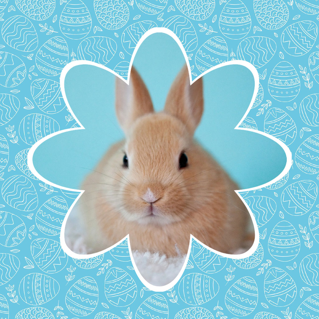 Easter bunny with eggs background