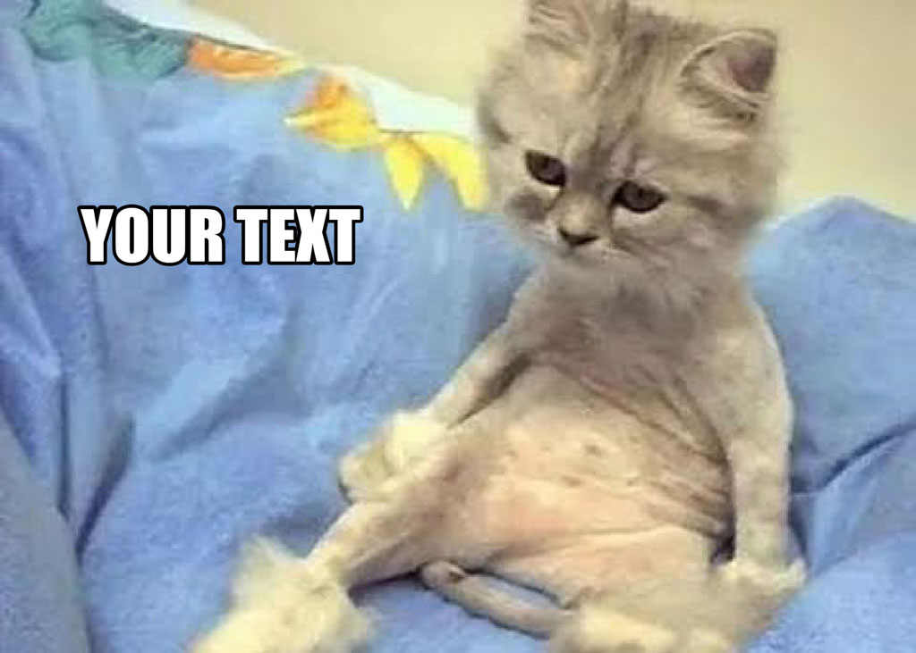 A cat sitting on a blue blanket with a disapproving look